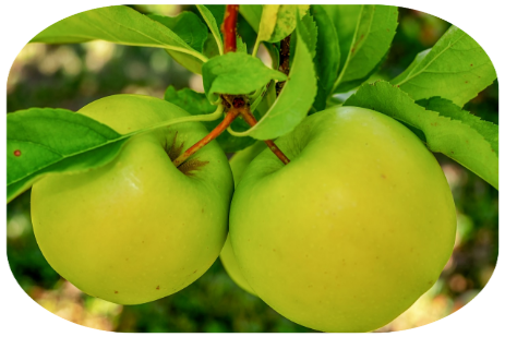 2 grüne Äpfel mit Laub am Baum